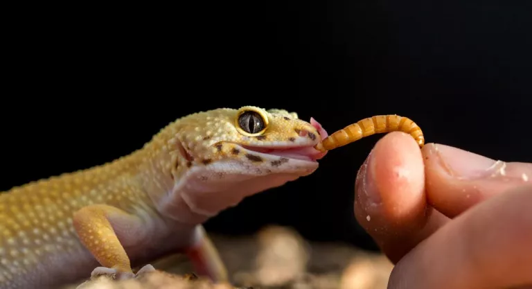 Gecko leopardo