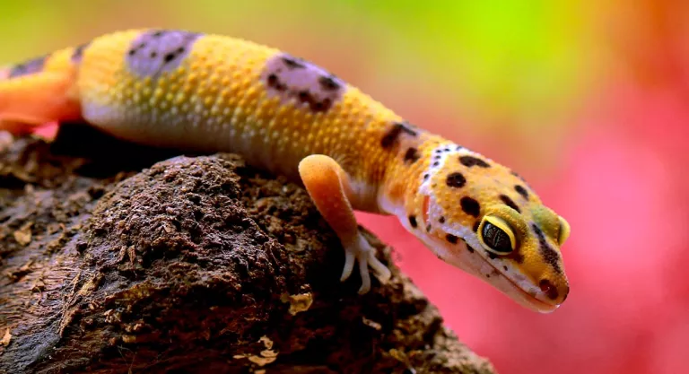 Gecko leopardo