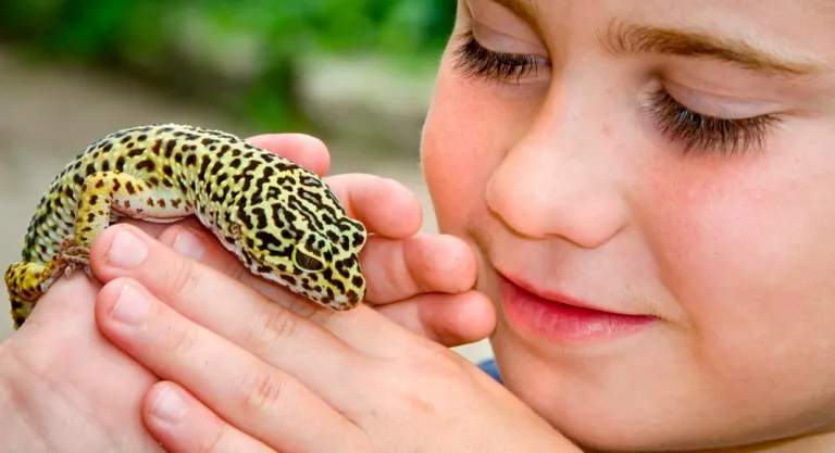 Gecko leopardo