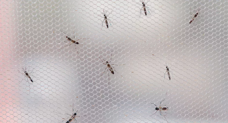 Mosquiteras para prevenir zika