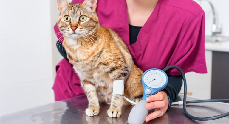 Hipertensión en los gatos
