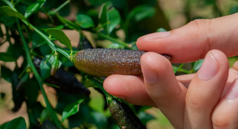 Planta del lima dedo