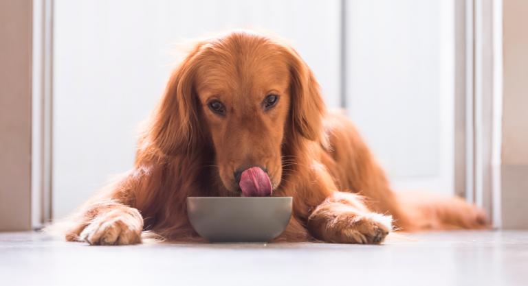 Alimentación en el perro