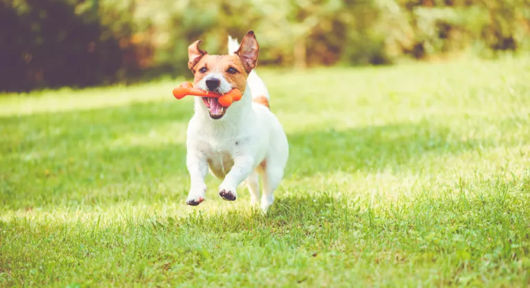 Juego en el perro