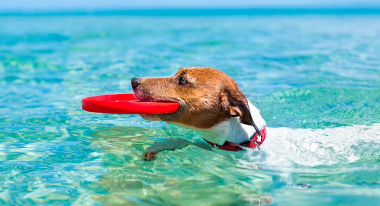 Perro nadando en la playa el Arenal de Jortín