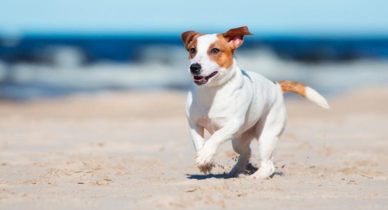 Playa para perros en Fuengirola