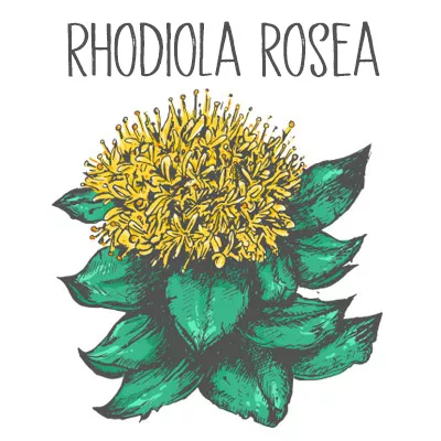 Rhodiola rosea