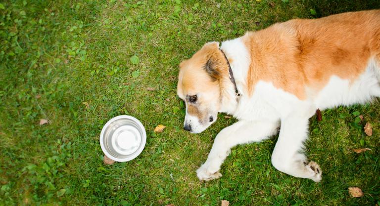 Perro con golpe de calor en el jardín sin agua