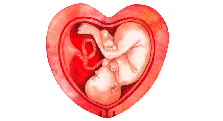 Corazón concepto de placenta