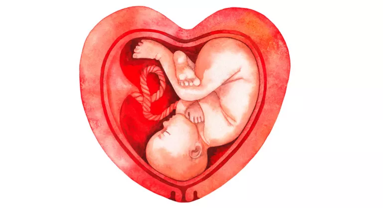 Corazón concepto de placenta