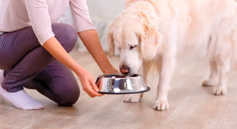 Alimentación perro anciano