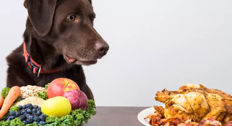 Alimentación en el perro anciano