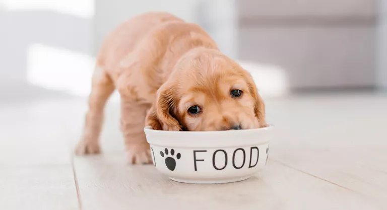 Alimentación del cachorro