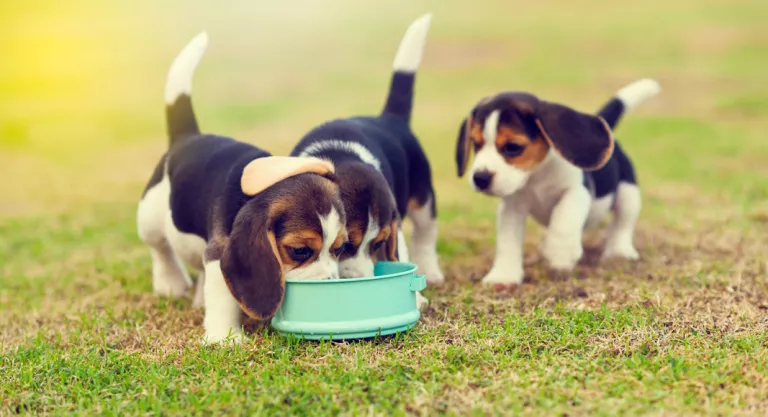 Alimentación del cachorro