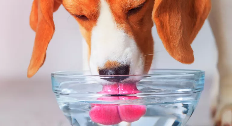 Perro bebiendo agua