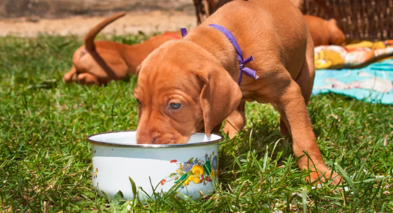 Comida para perro cachorro