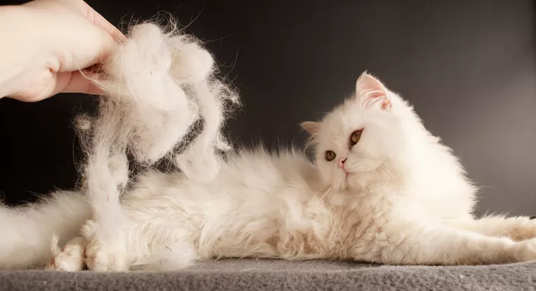 Caída acusada de pelo de gato