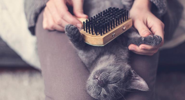 Cepillar el pelo a los gatos