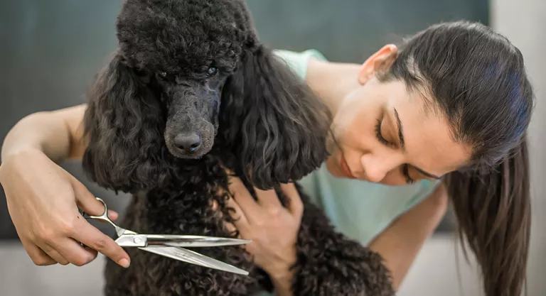 Corte de pelo del perro