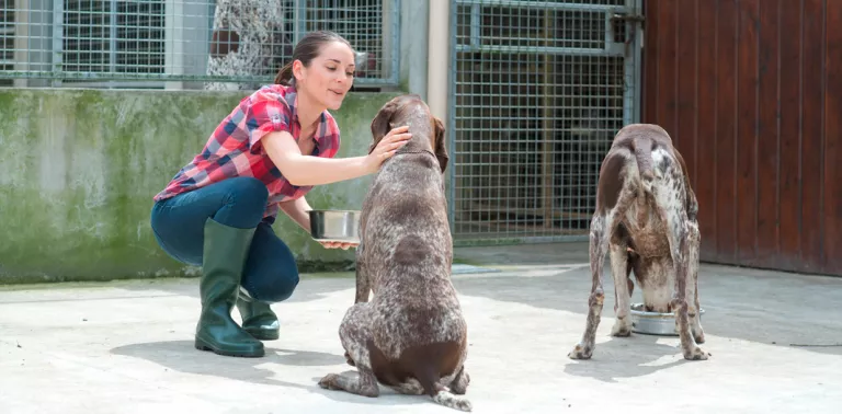 Cuidador de perros