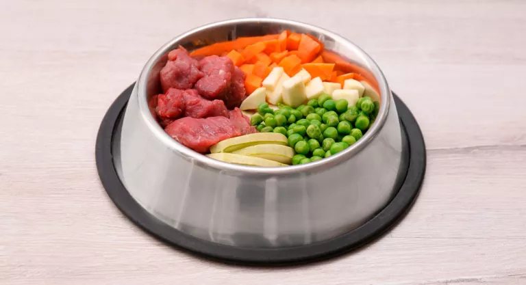 brumoso Mansedumbre Hazme Comida casera para perros y alternativas saludables al pienso canino