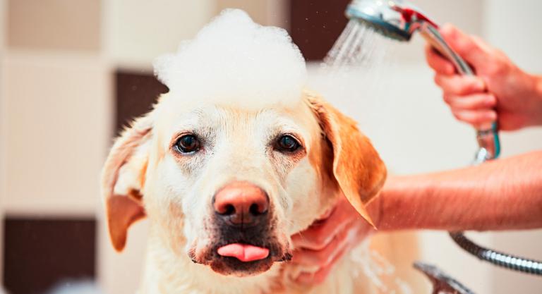 Bañar a tu perro