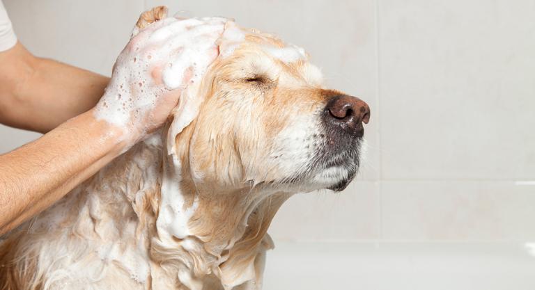 Baño frecuente del perro