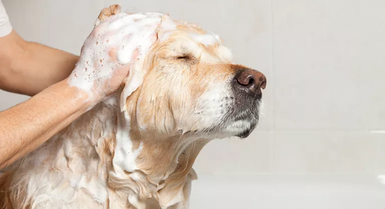 Nominal Asesino sabiduría Consejos para una buena higiene de tu perro - Mascotas