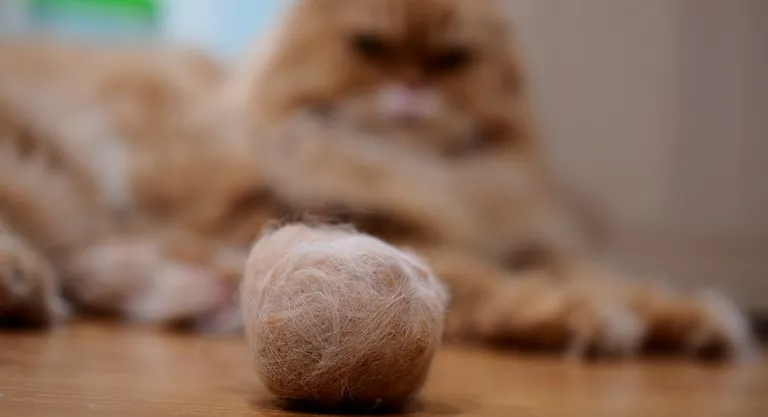 Nudos de pelo de gato