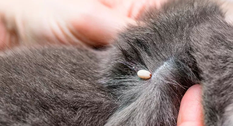 Parásitos en el pelo del gato