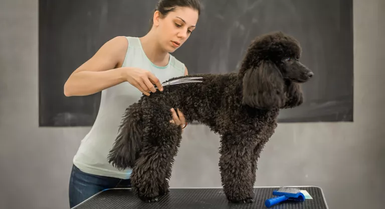 Peluquería canina