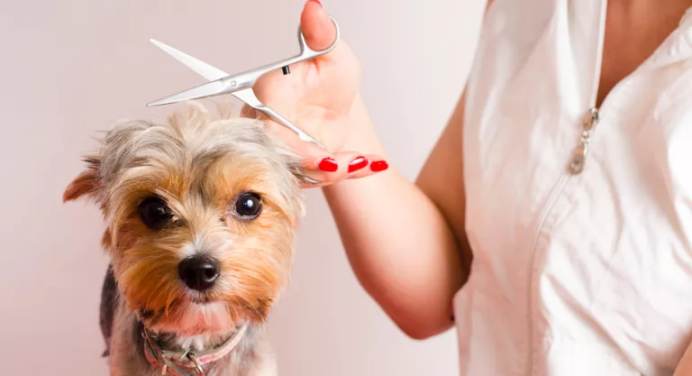 Peluquería canina