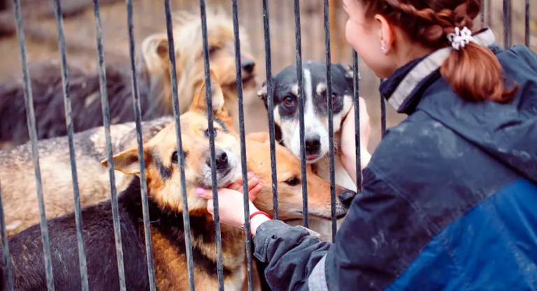 Ciudad Menda piel Literatura Albergues de animales, conoce cómo funcionan - Mascotas