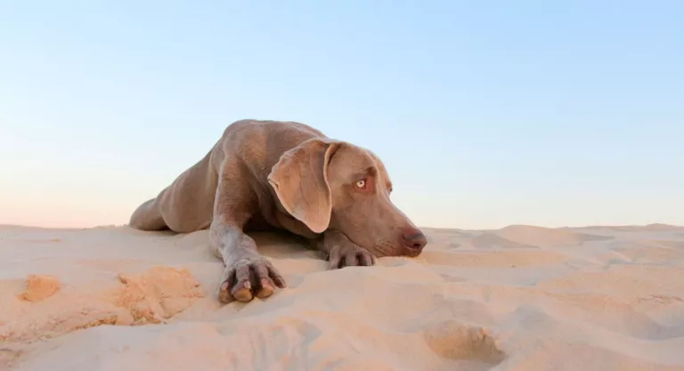 Protección solar para perros