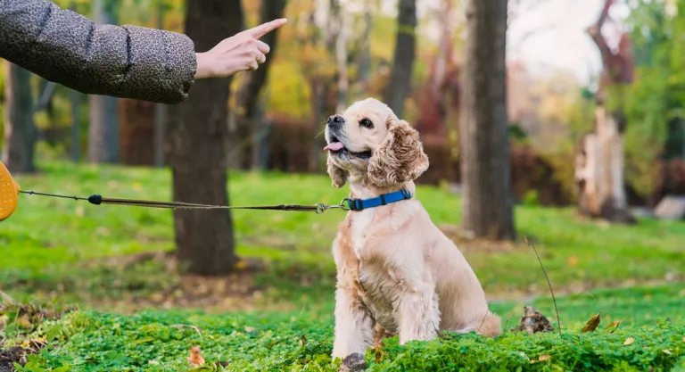 Educador canino