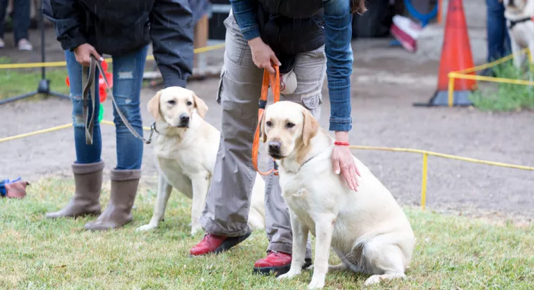 Entrenamiento al perro de asistencia