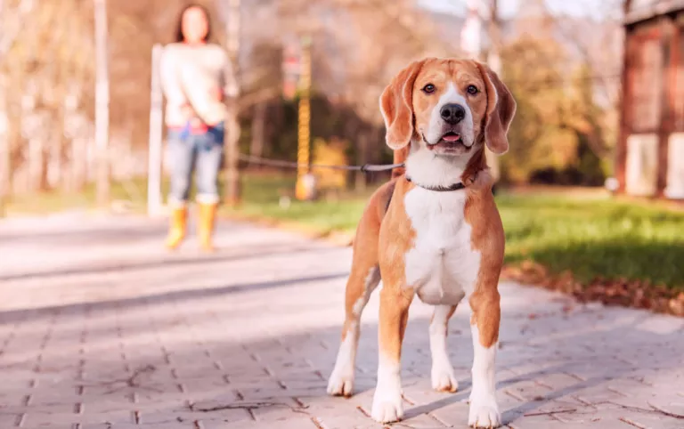 Mujer paseando a su perro