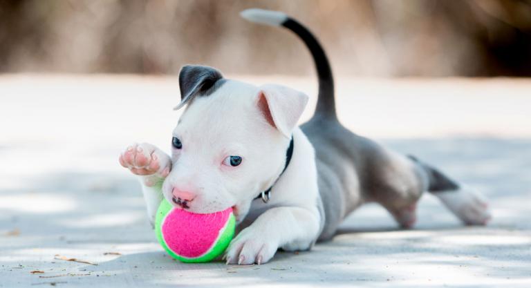 Cachorro jugando con una pelota