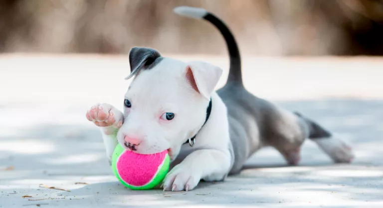 Cachorro jugando con una pelota