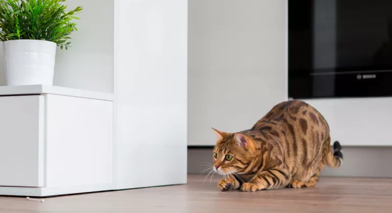 Educar el gato en casa