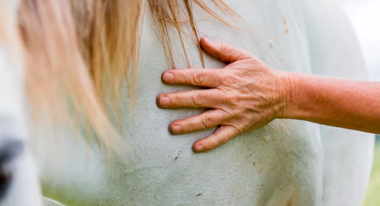 Equinoterapia