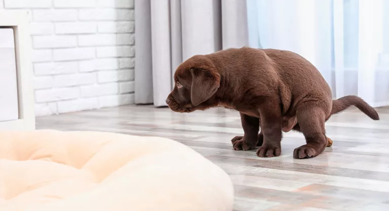 Perro haciendo sus necesidades dentro de casa