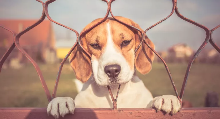 Perro con ansiedad por separación