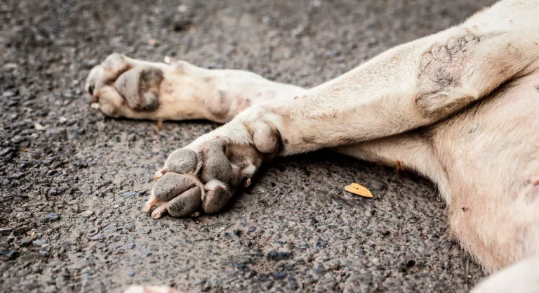 Perro atropellado por un vehículo