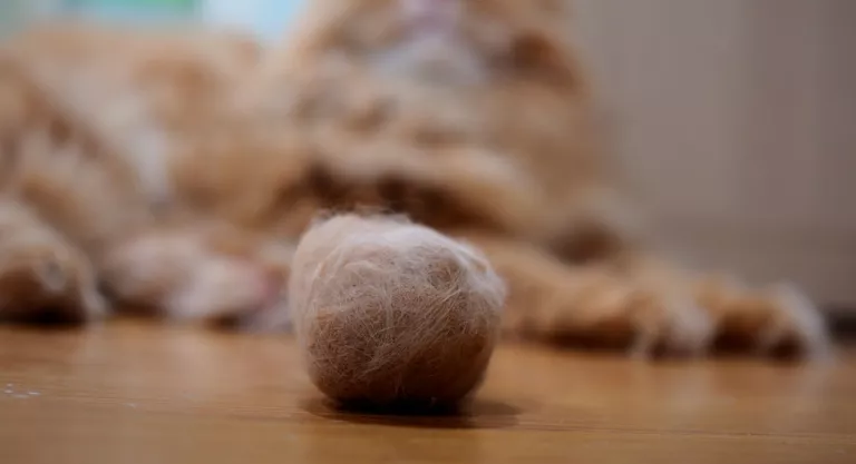 Bola de pelo de gato