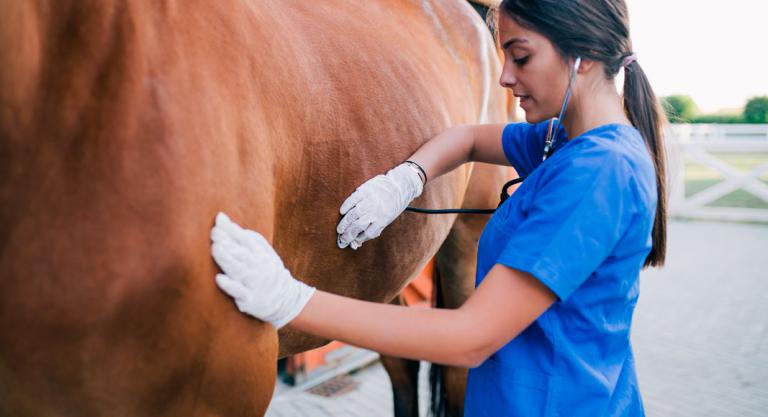 Veterinaria examinando a un caballo