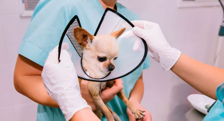 Collar isabelino para evitar molestias en el perro Perro con un collar isabelino