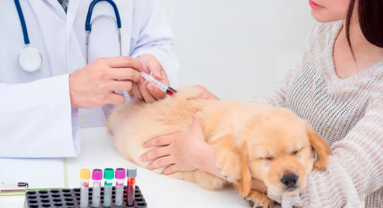 Donación de sangre en el perro