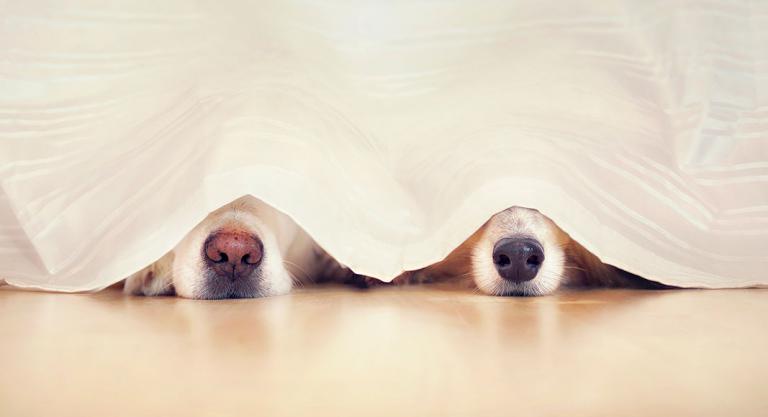 Perros escondidos debajo de la cama por miedo