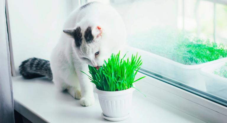 Gato comiendo una planta